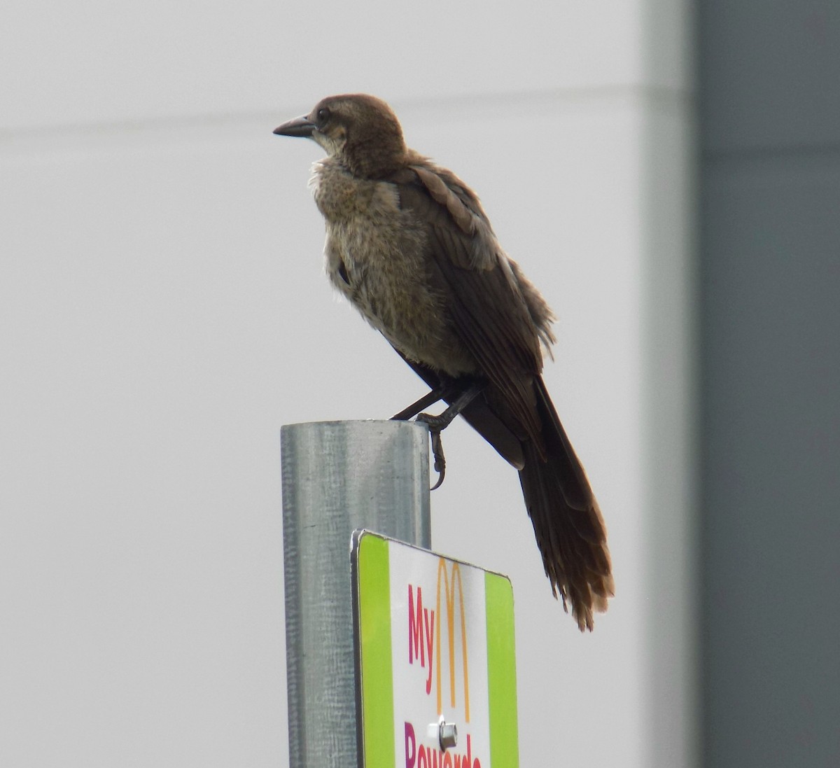 Great-tailed Grackle - ML645825808