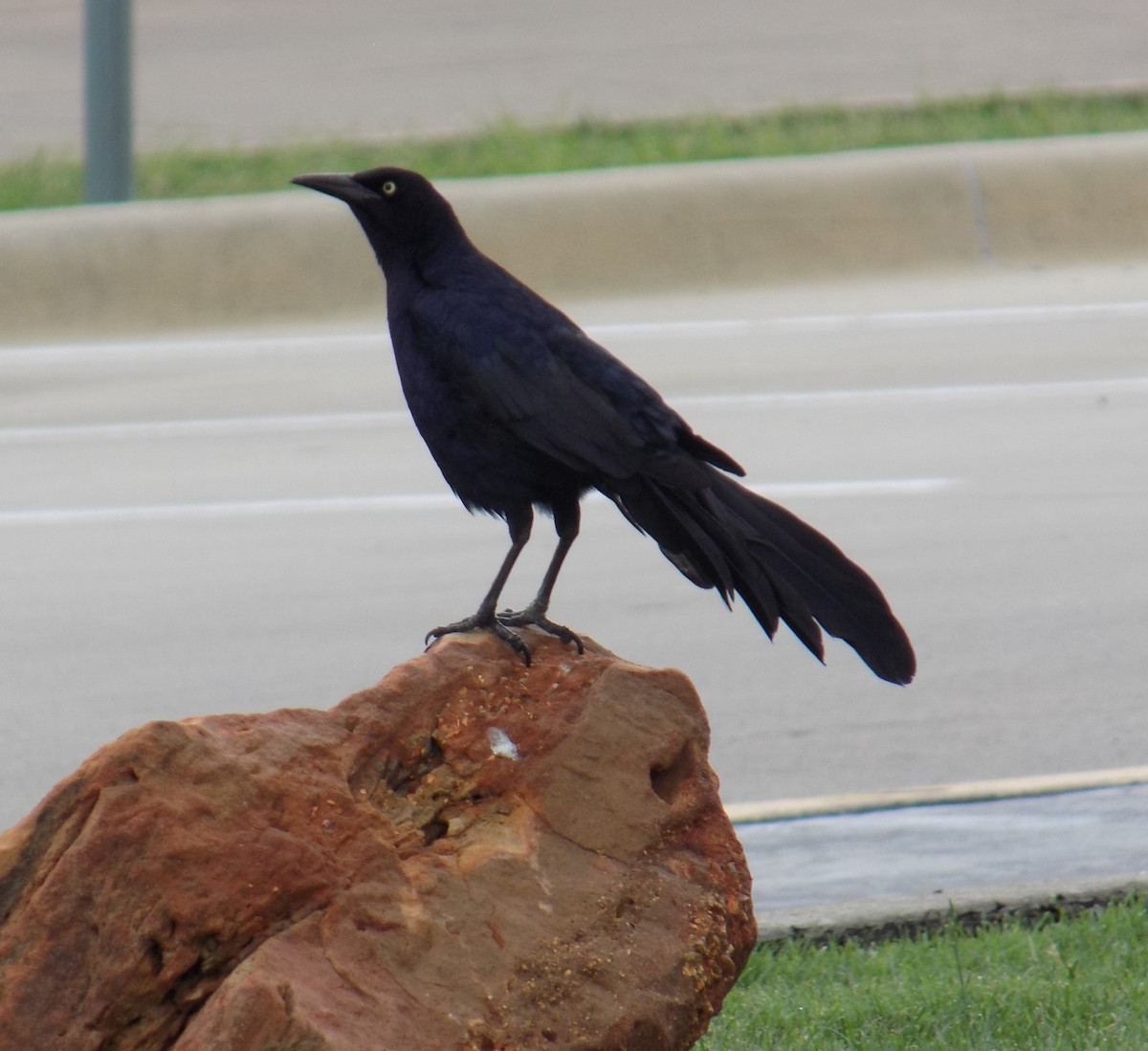 Great-tailed Grackle - ML645825809
