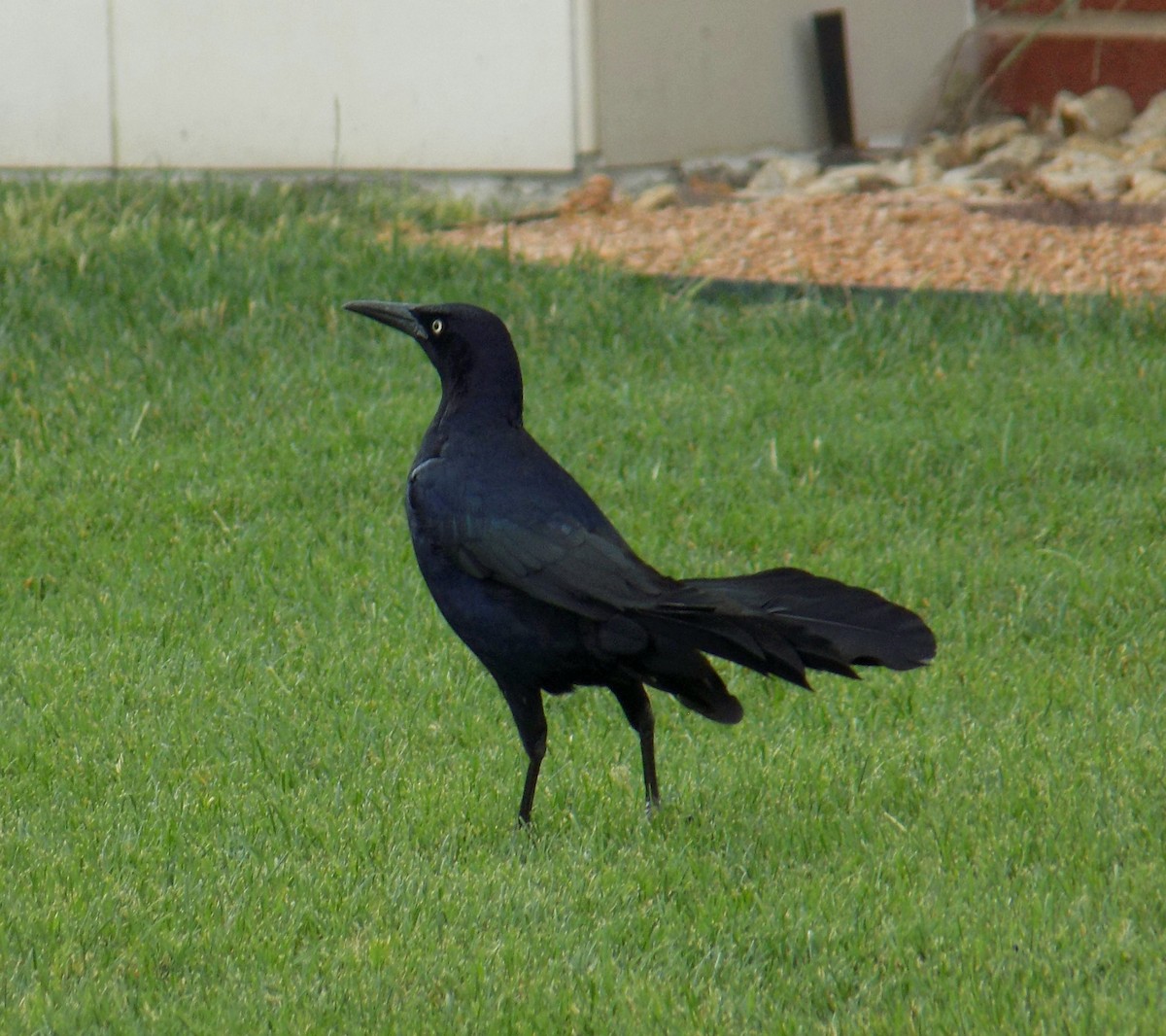 Great-tailed Grackle - ML645825810