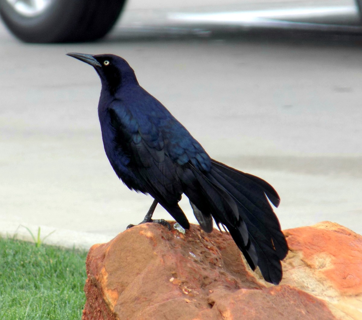 Great-tailed Grackle - ML645825811