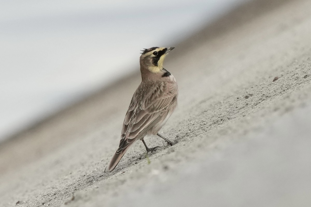 צחיחנית חרמון - ML645825812