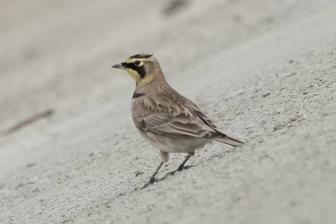צחיחנית חרמון - ML645825813