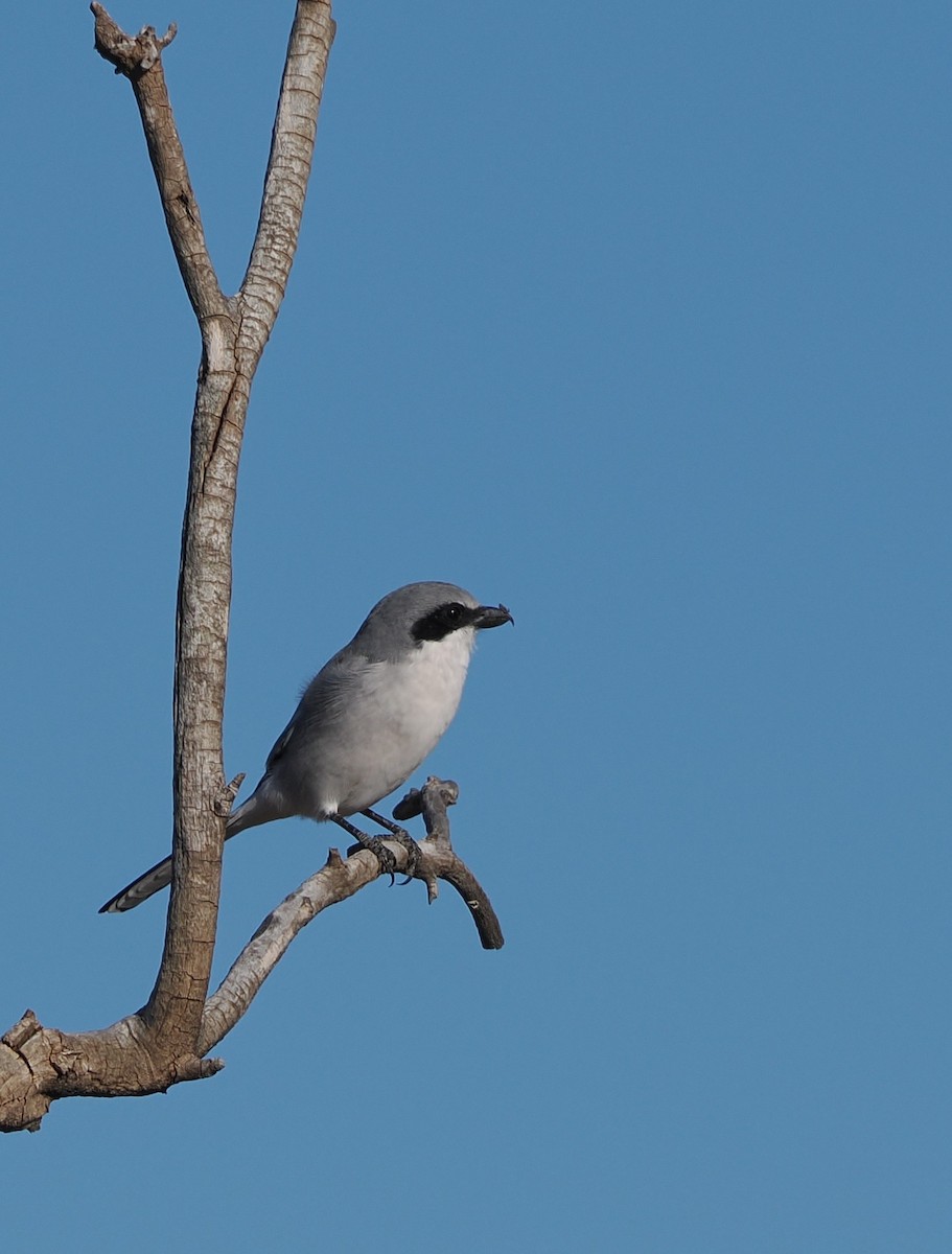 Loggerhead Shrike - ML645825823