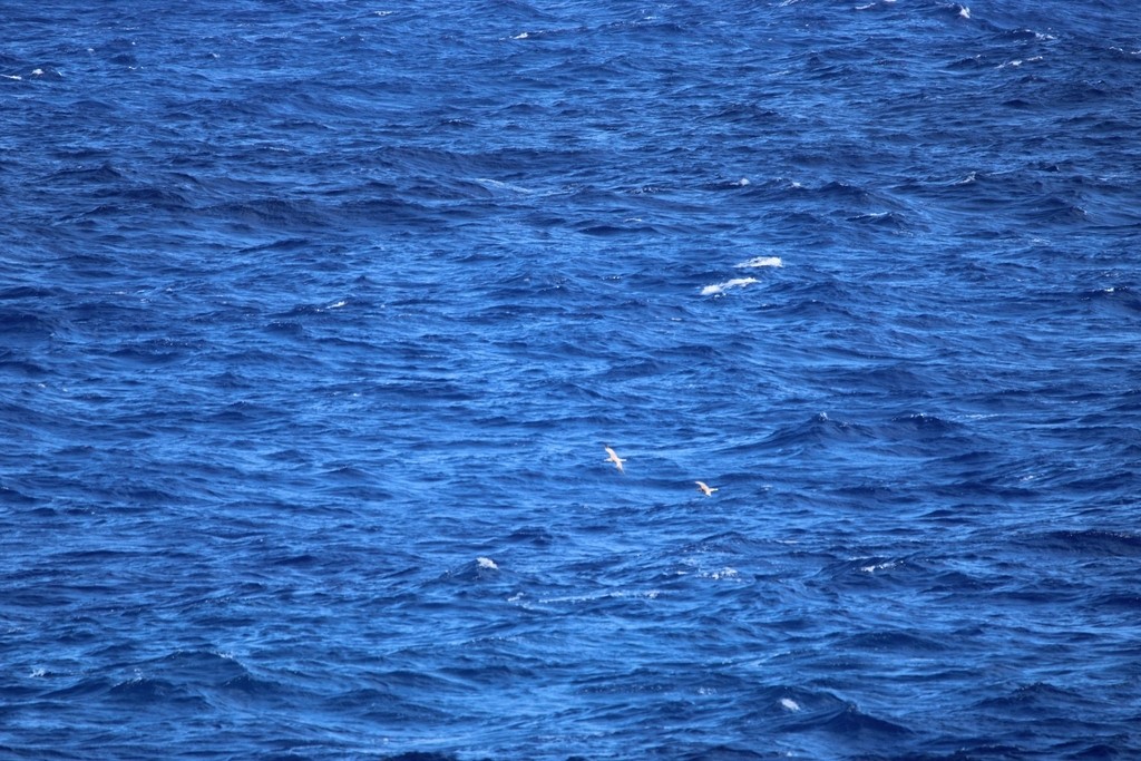 Сула червононога - ML645825824