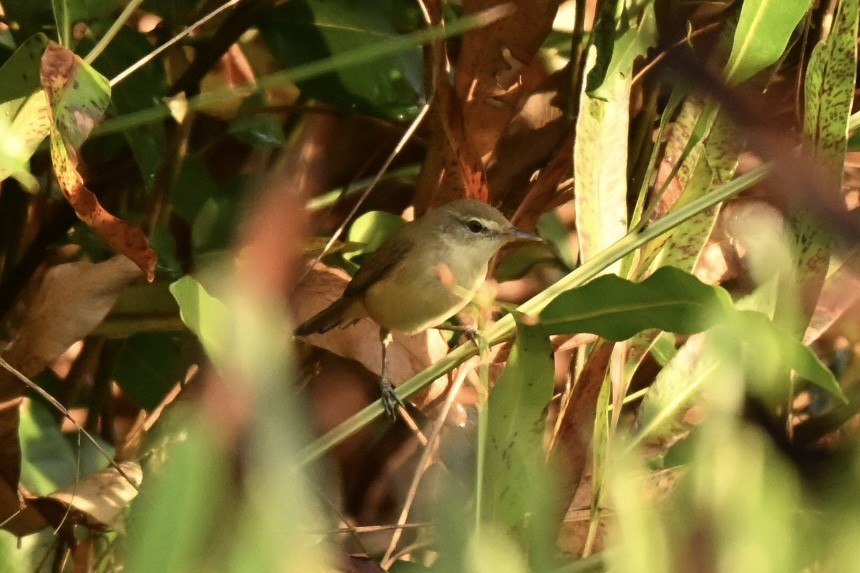 rákosník pokřovní - ML645825830