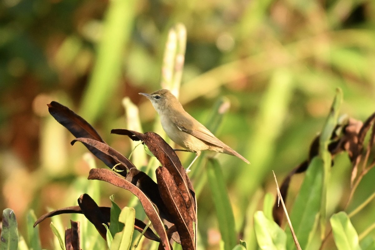 rákosník pokřovní - ML645825831