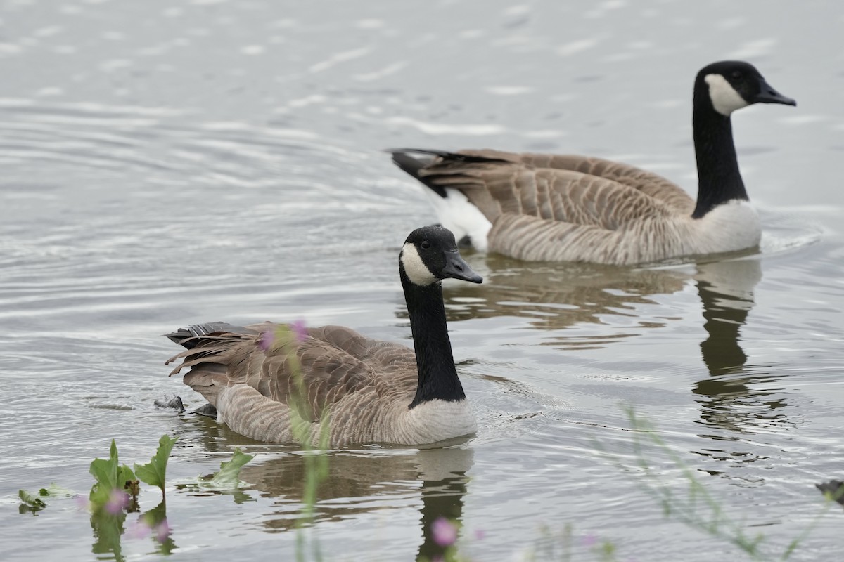 berneška velká - ML645825832