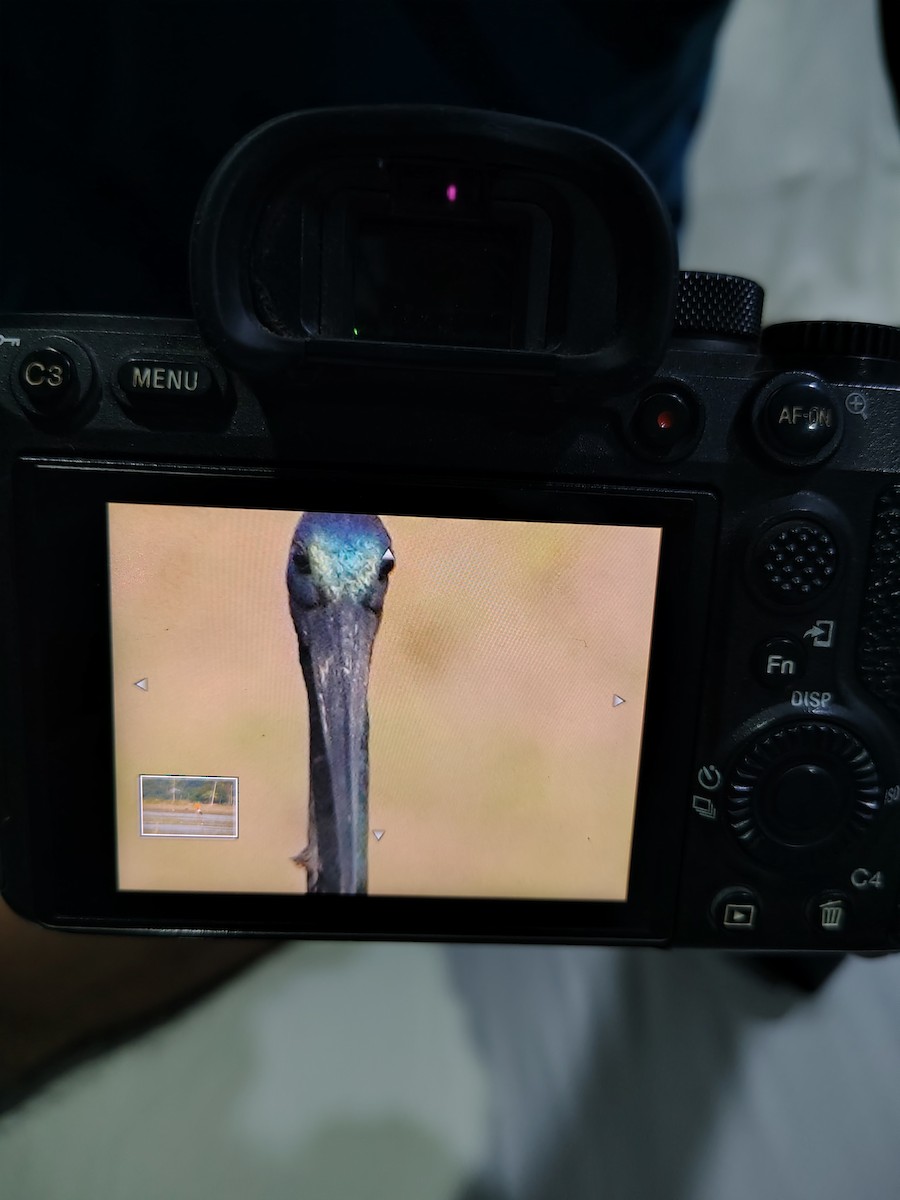 čáp černokrký - ML645825833