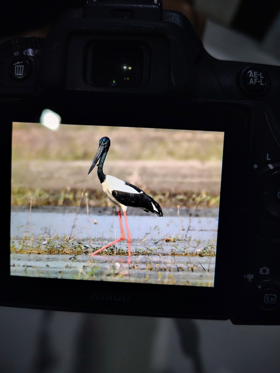 čáp černokrký - ML645825834