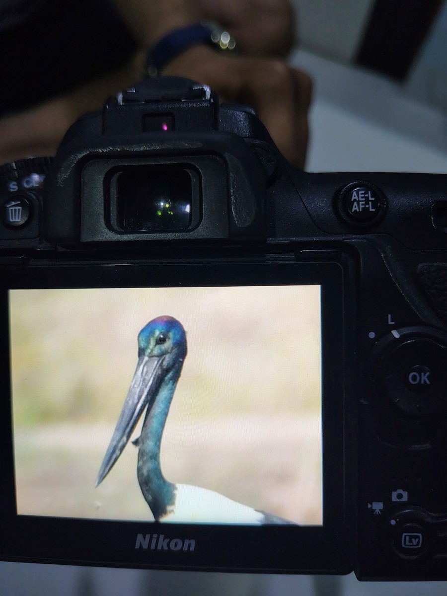 čáp černokrký - ML645825835