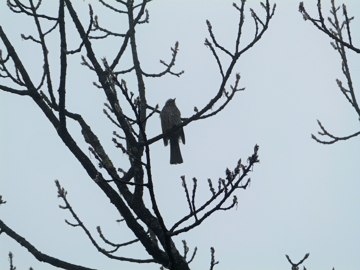 Brown-eared Bulbul - ML645825837