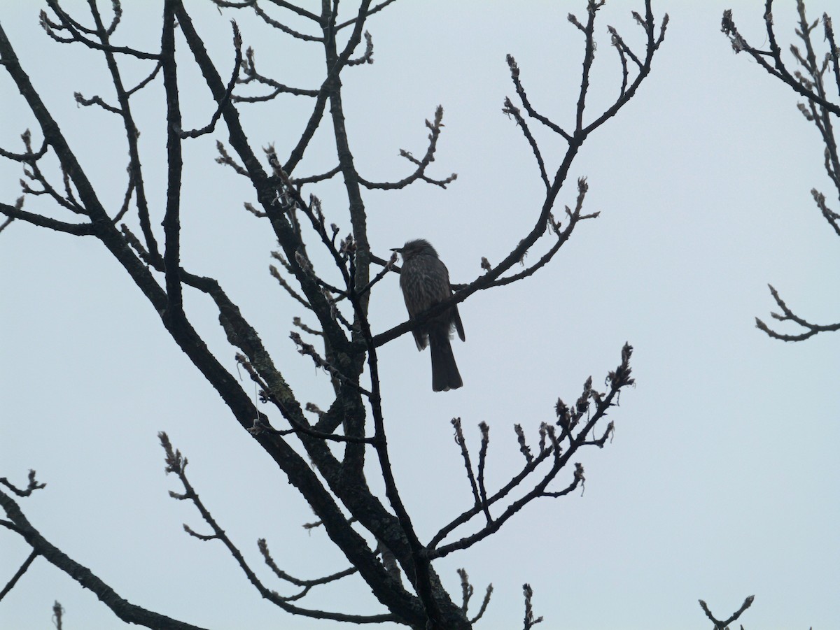 Brown-eared Bulbul - ML645825838