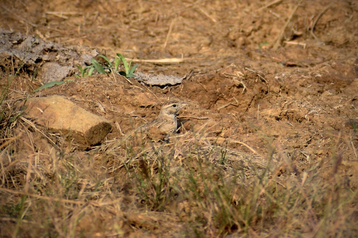 skřivánek tibetský - ML645825839