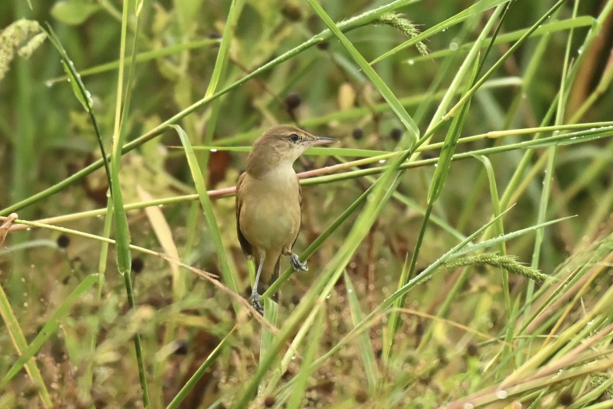 rákosník hlučnohlasý - ML645825840