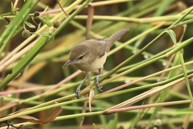 rákosník hlučnohlasý - ML645825841