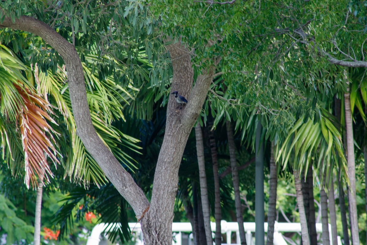 sojka chocholatá - ML645825842