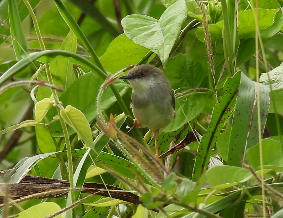 Gray-breasted Prinia - ML645825843