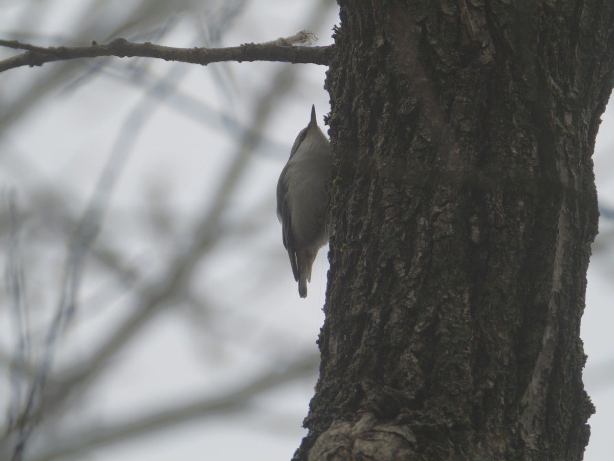 brhlík lesní - ML645825844