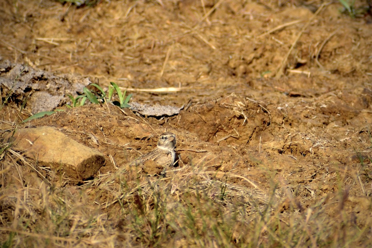 skřivánek tibetský - ML645825845