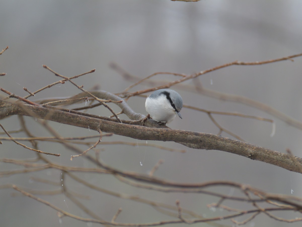 brhlík lesní - ML645825846