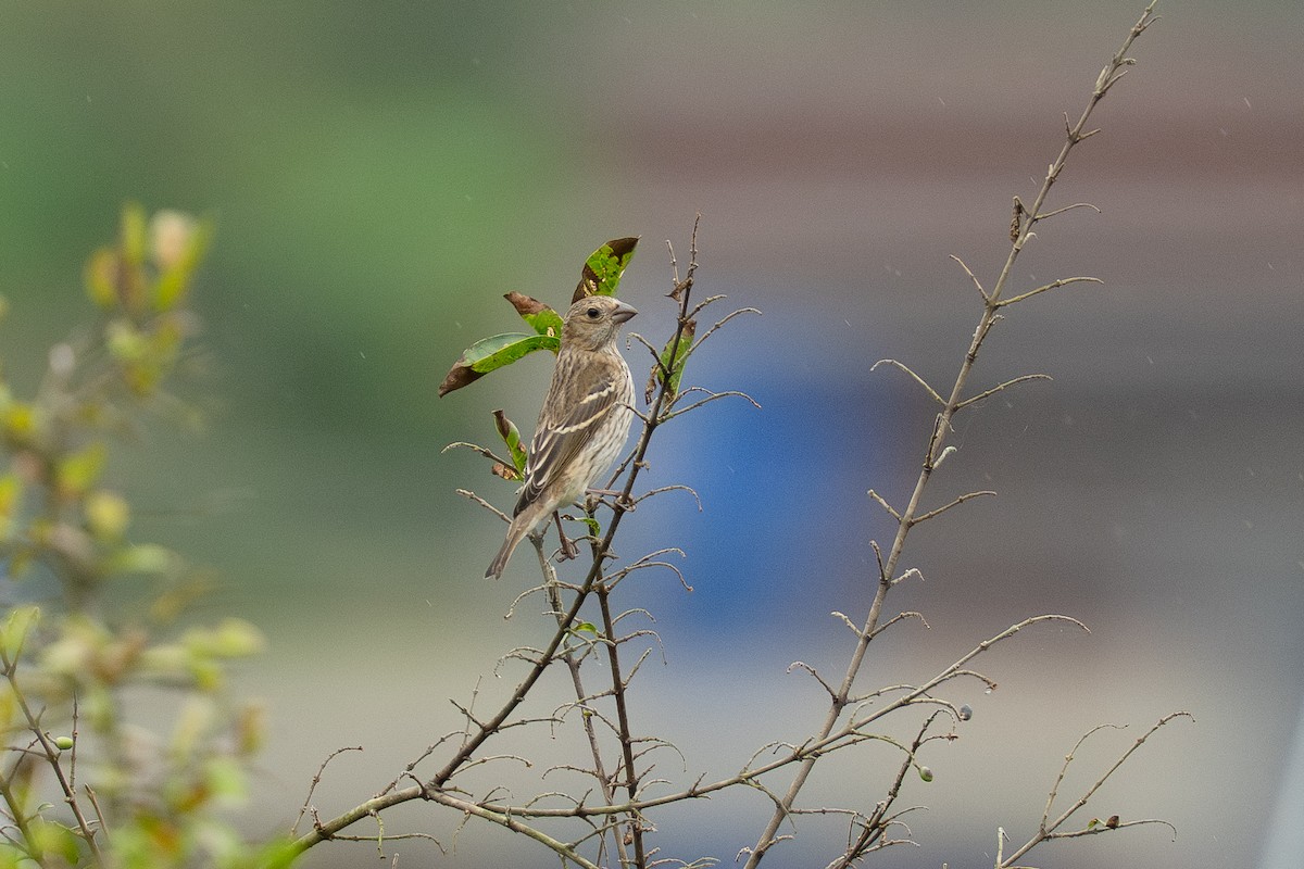 hýl rudý - ML645825847