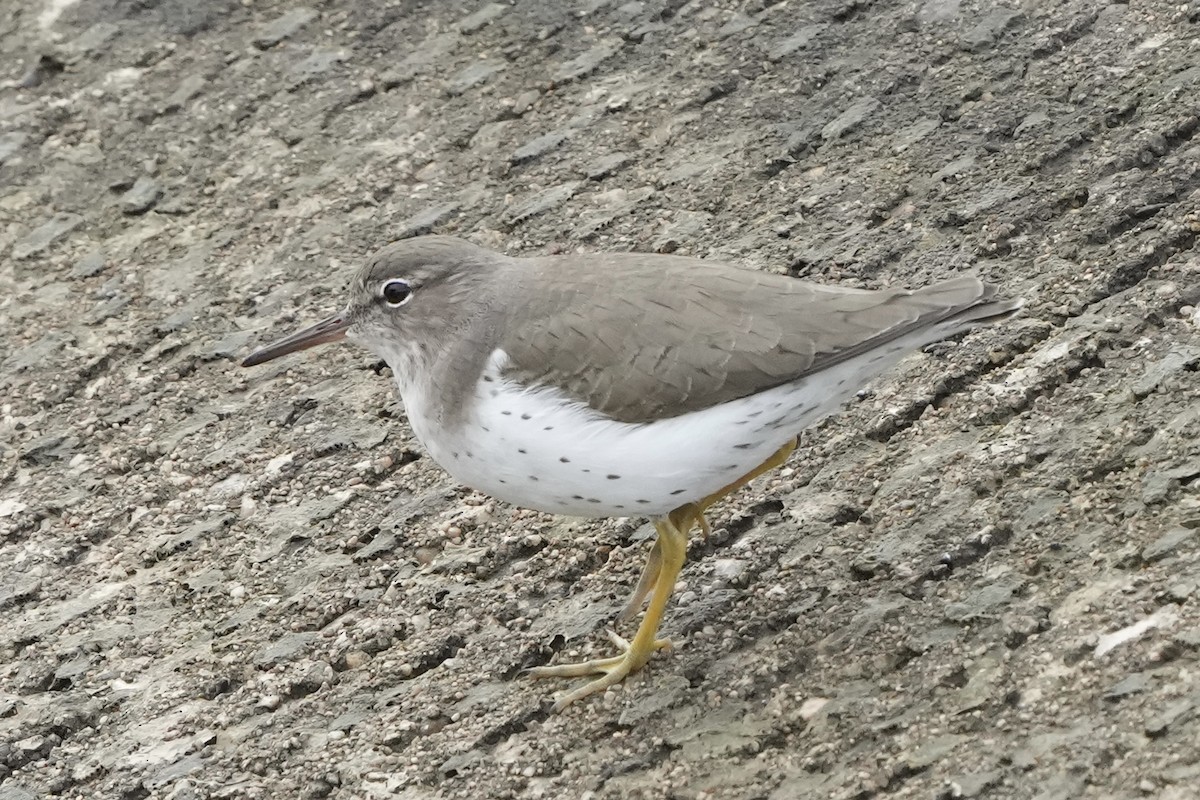 pisík americký - ML645825848