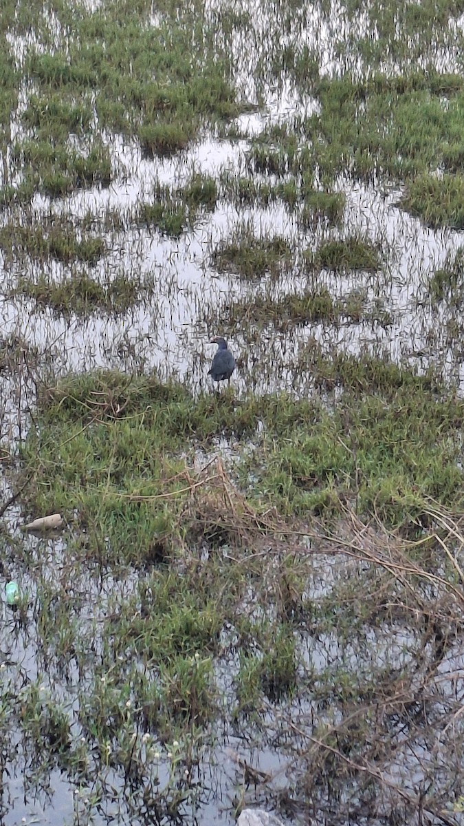 slípka šedohlavá - ML645825855