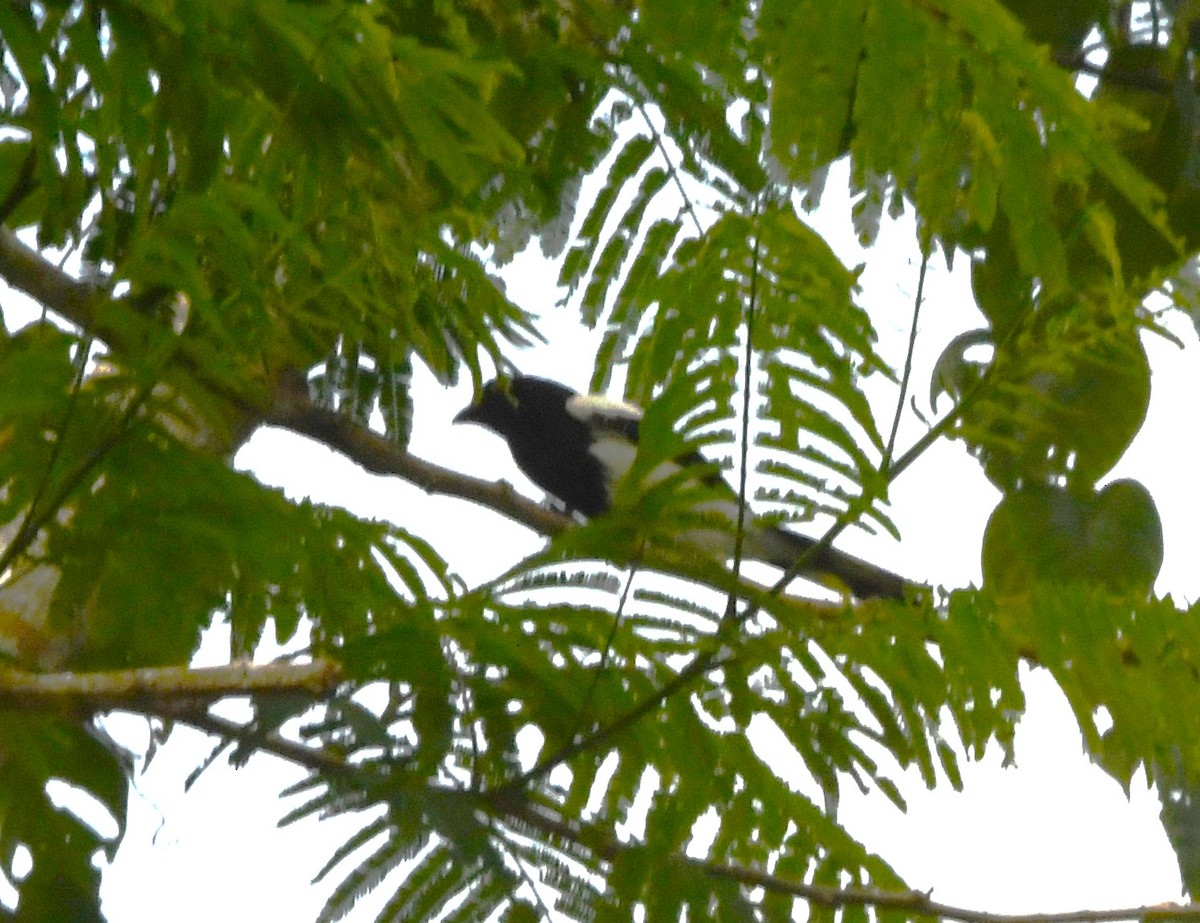 Magpie Tanager - ML645825857