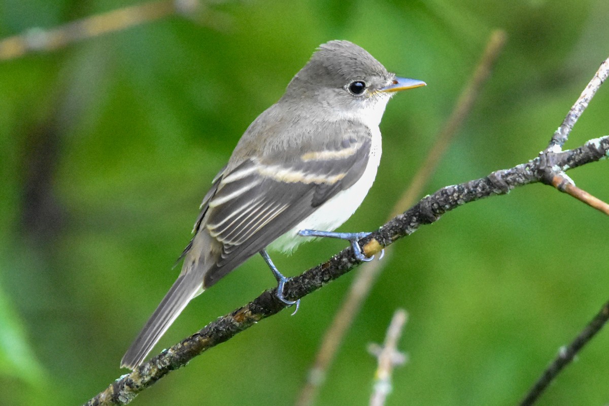 tyranovec olšový/vrbový - ML645825860