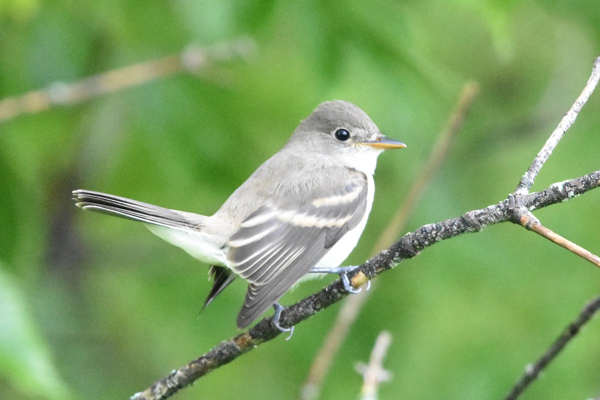 tyranovec olšový/vrbový - ML645825861