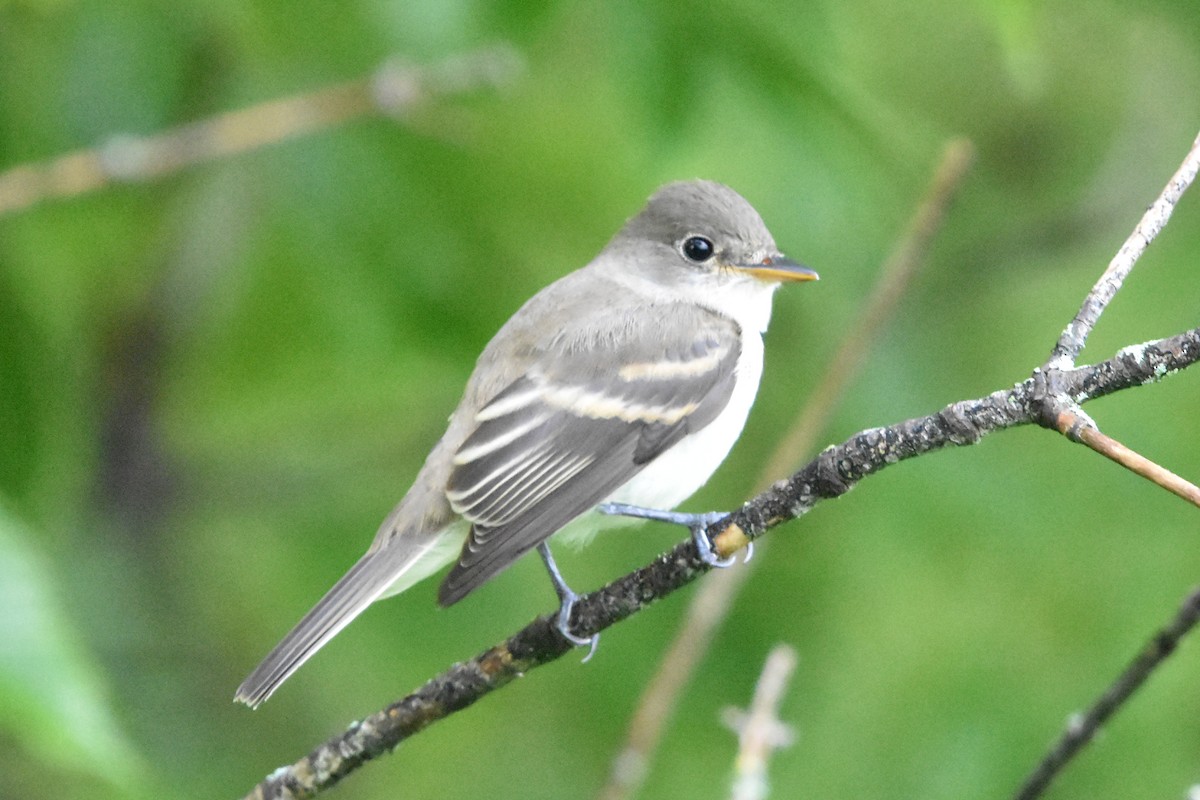 tyranovec olšový/vrbový - ML645825862