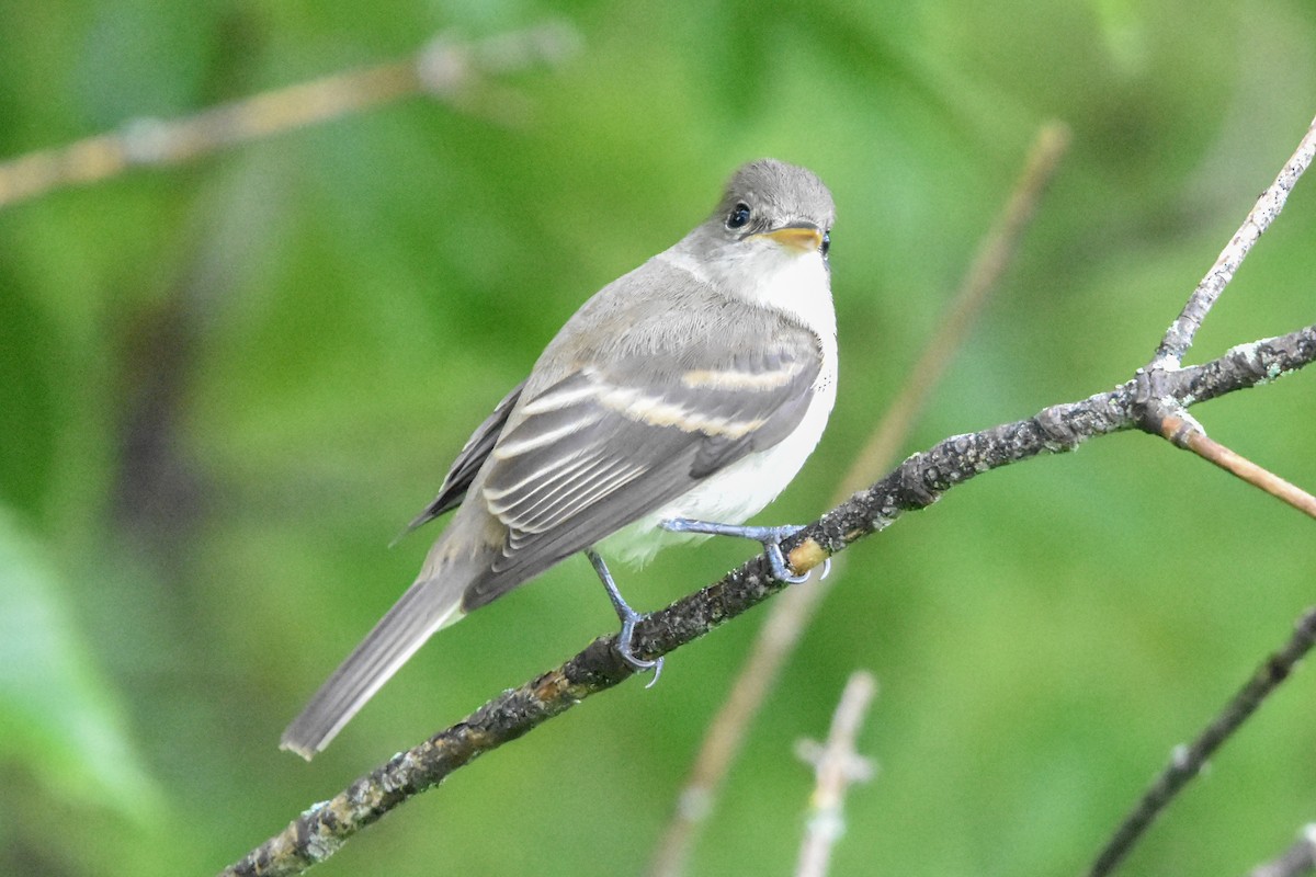 tyranovec olšový/vrbový - ML645825863