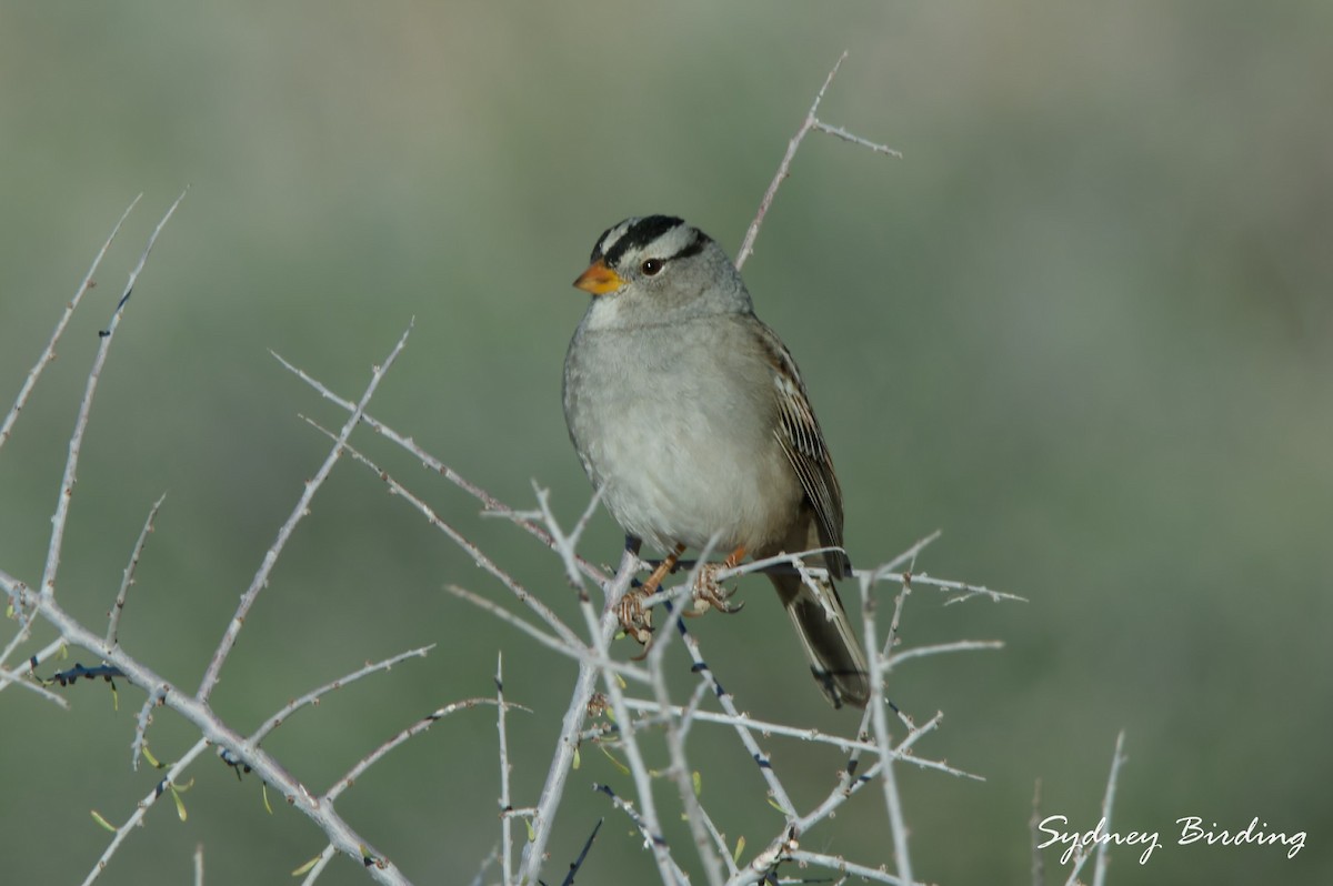 strnadec bělopásý - ML645825866