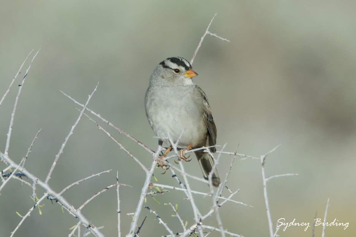 strnadec bělopásý - ML645825867