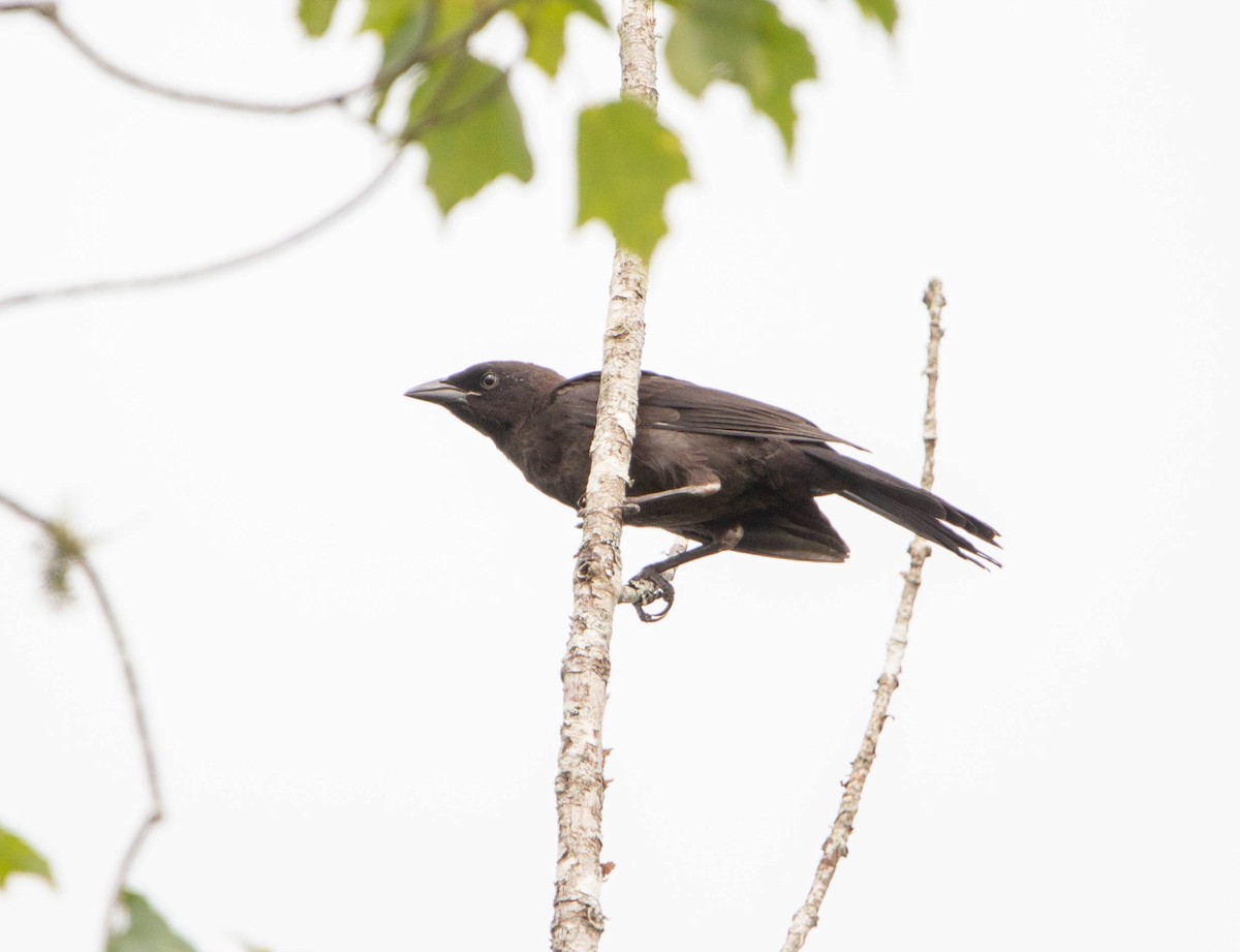 Common Grackle - ML645825870
