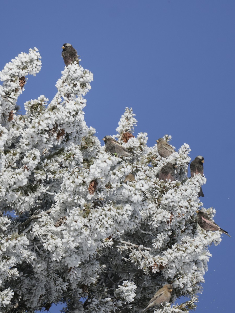 Black Rosy-Finch - ML645825872