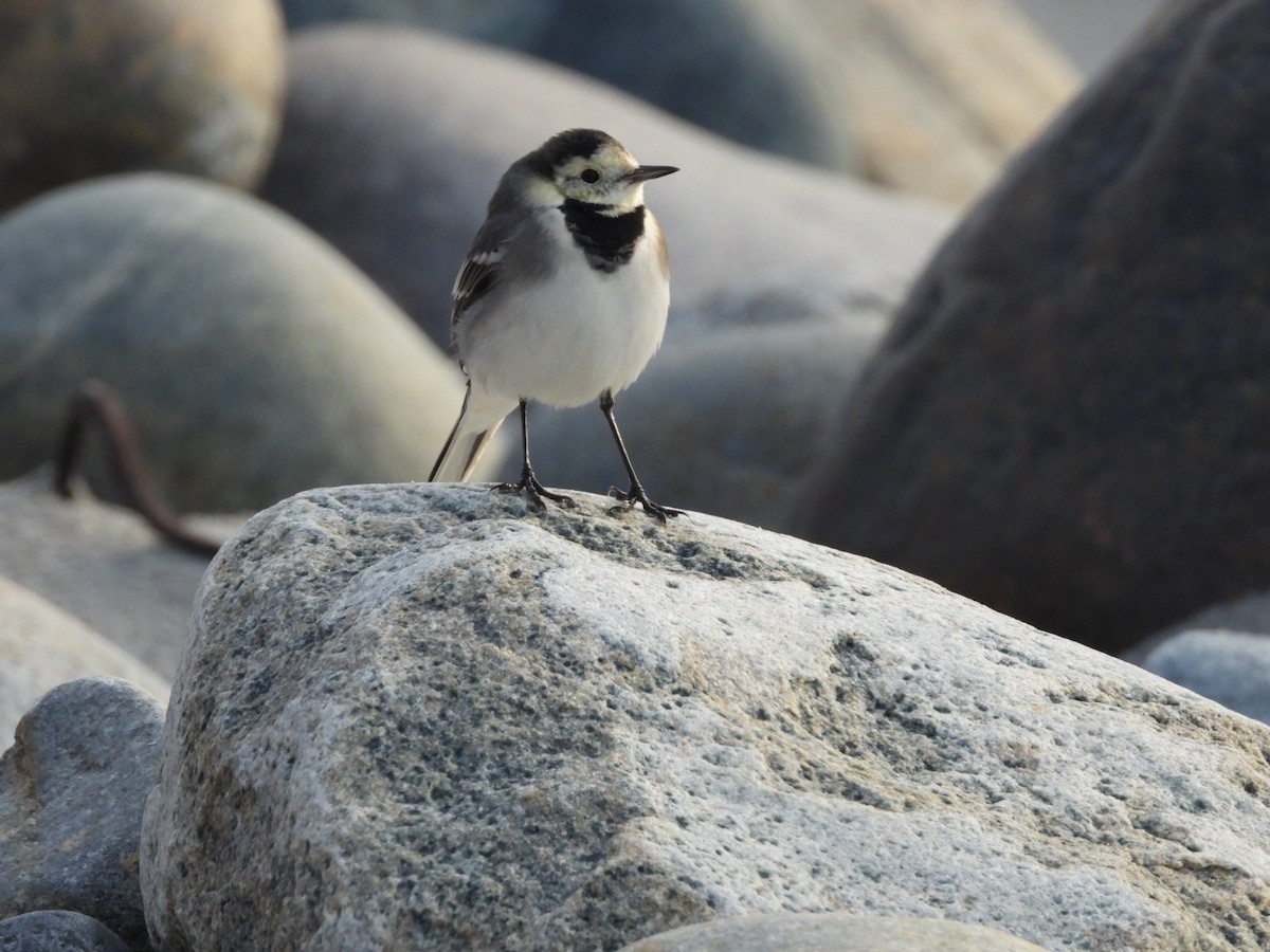 Bergeronnette grise - ML645825889