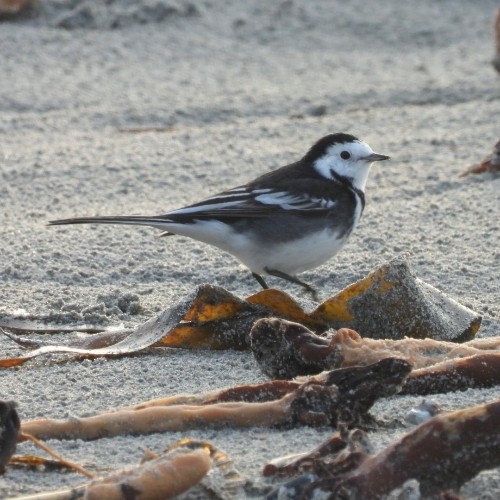 Bergeronnette grise (yarrellii) - ML645825895