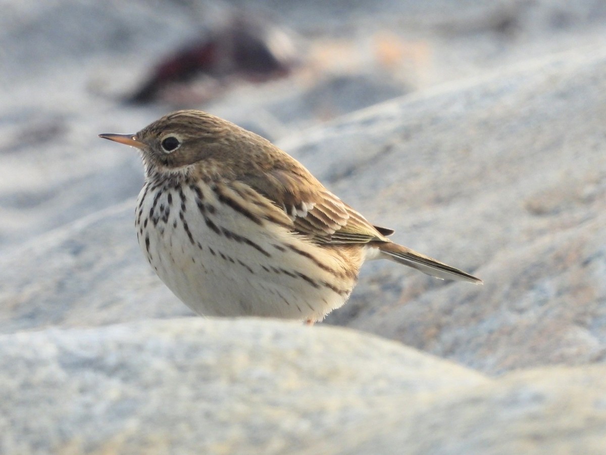 Meadow Pipit - ML645825898