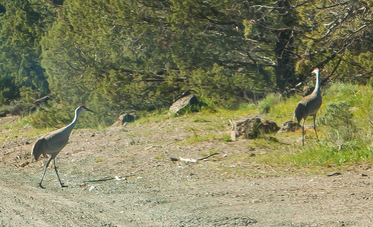 Kurrilo kanadarra - ML645825905