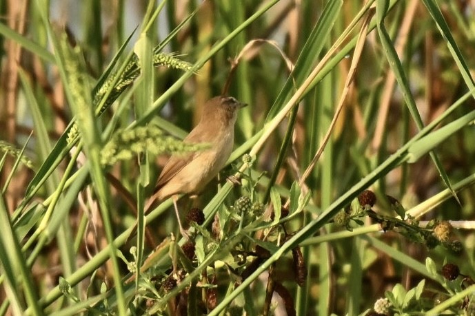 Paddyfield Warbler - ML645825906