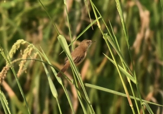 Paddyfield Warbler - ML645825907