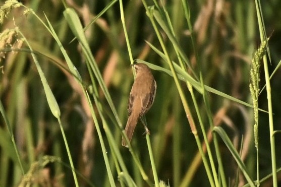 Paddyfield Warbler - ML645825908