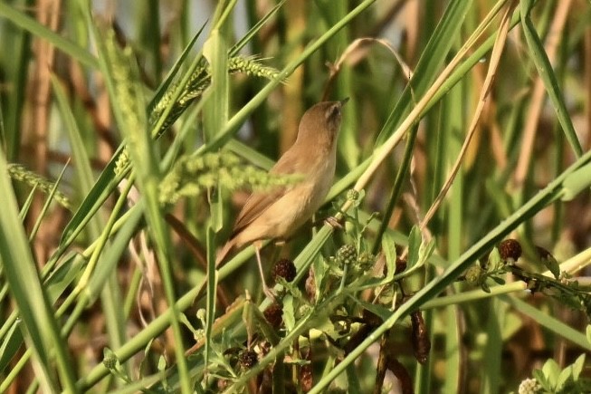 Paddyfield Warbler - ML645825909