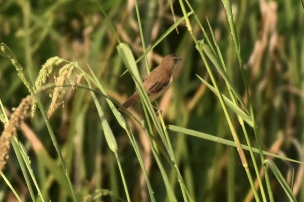 Paddyfield Warbler - ML645825910
