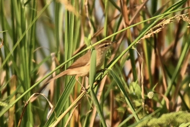 Paddyfield Warbler - ML645825911