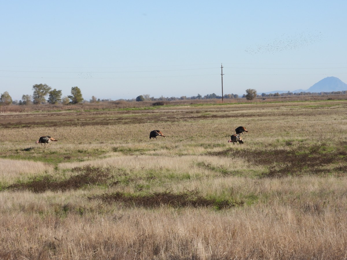 Indioilar arrunta - ML645825912