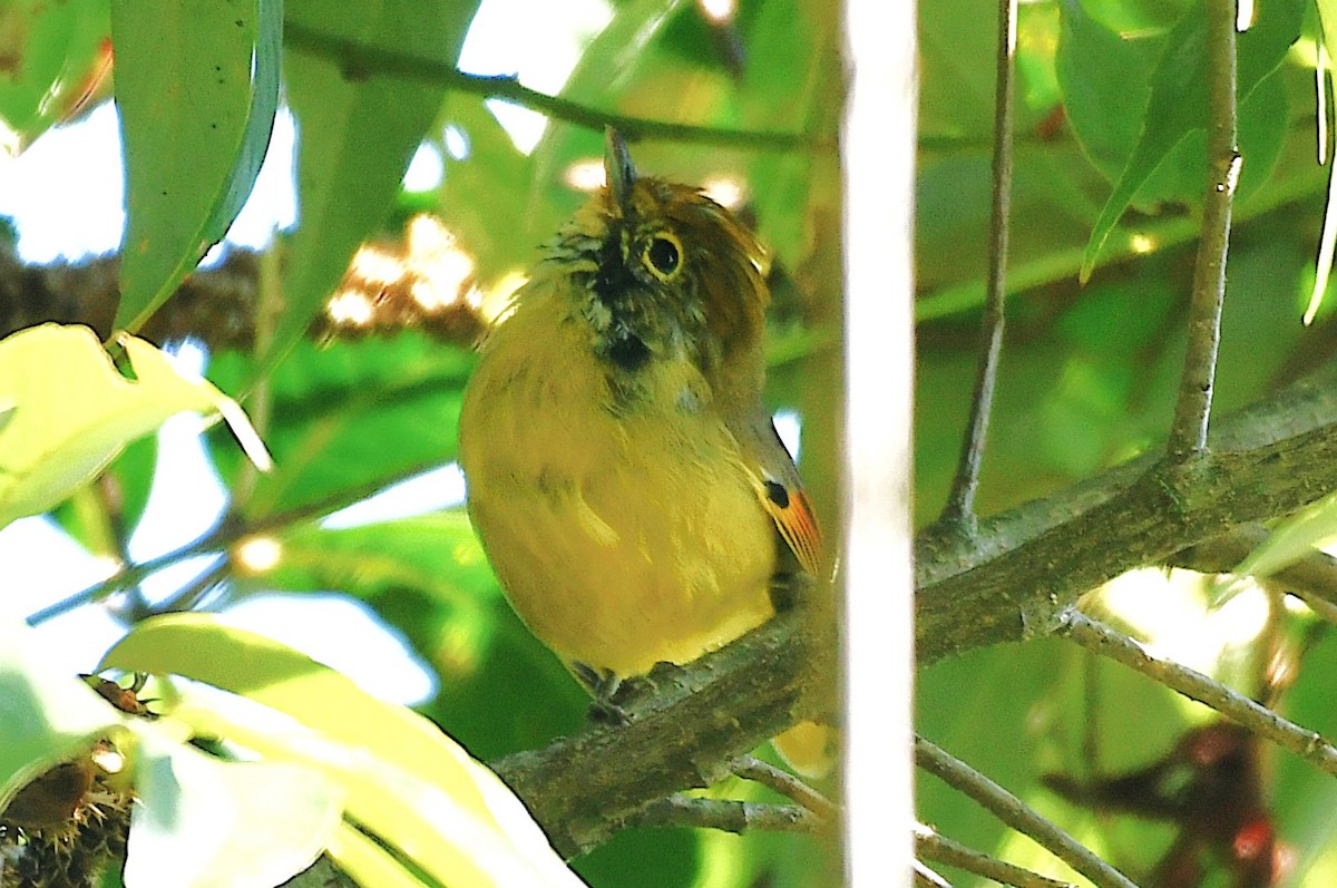 Chestnut-tailed Minla - ML645825914