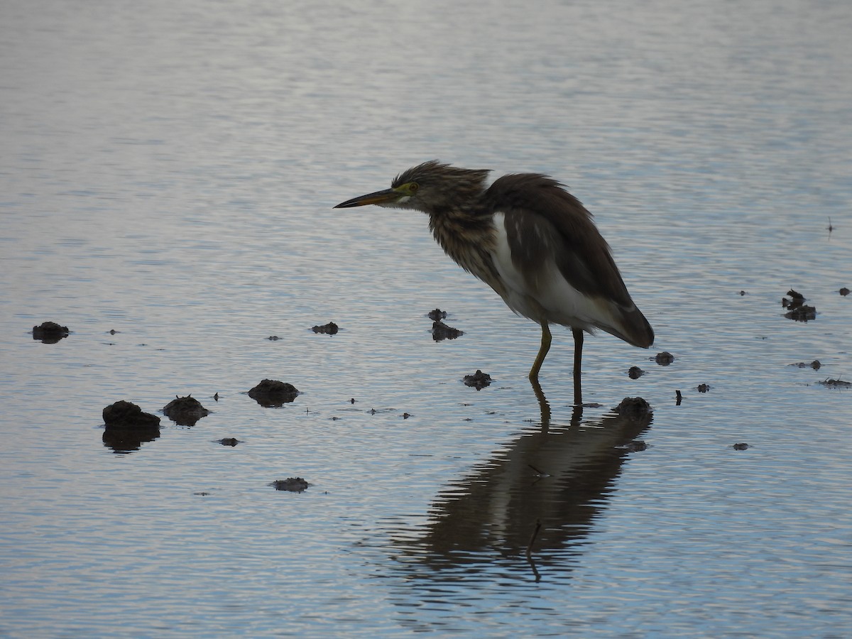 Chinese Pond-Heron - ML645825915
