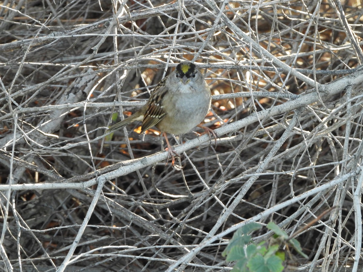 Golden-crowned Sparrow - ML645825916